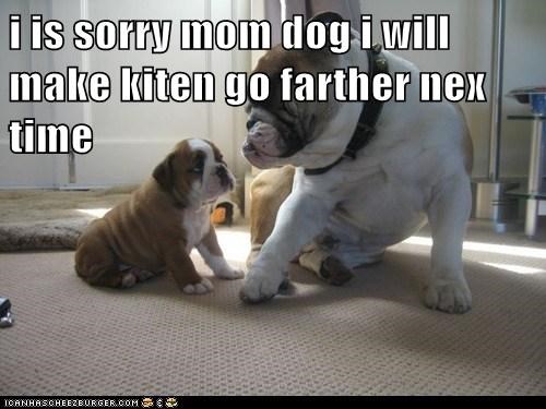 i is sorry mom dog i will make kiten go farther nex time