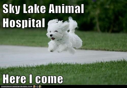 Sky Lake Animal Hospital  Here I come