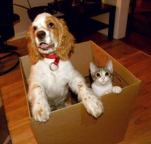 Goggies R Owr Friends: Box Buddies