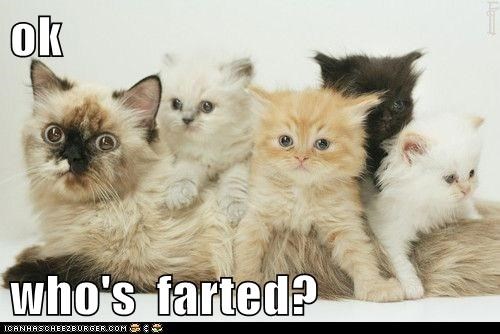 ok   who's  farted?