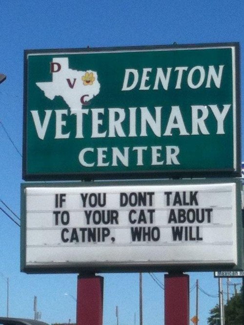Time For Your Cat to Get into a Program