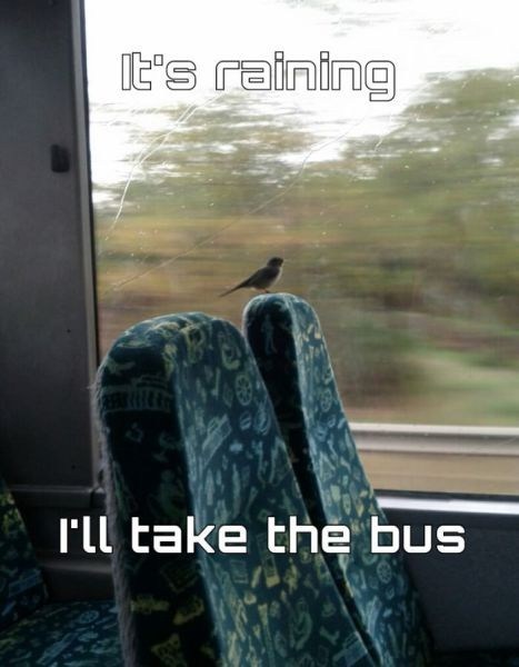 I Get 20 Percent Off of Round Trip Tickets Because I am Bird