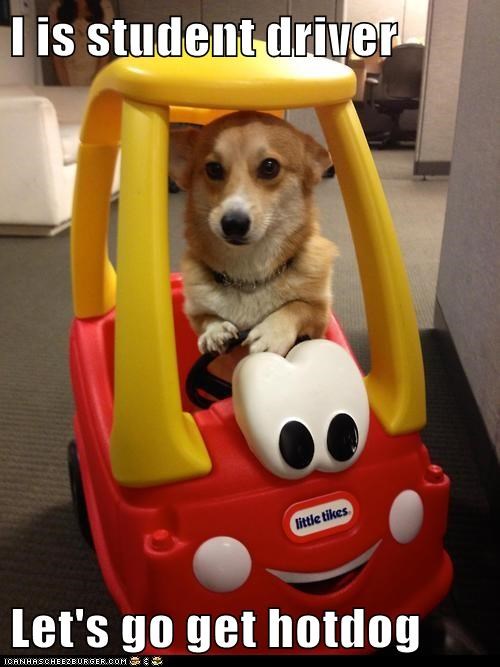 I is student driver  Let's go get hotdog