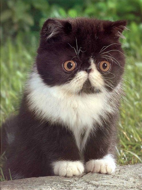 Cyoot Kitteh of teh Day: Itteh Bitteh Mustachioed Kitteh