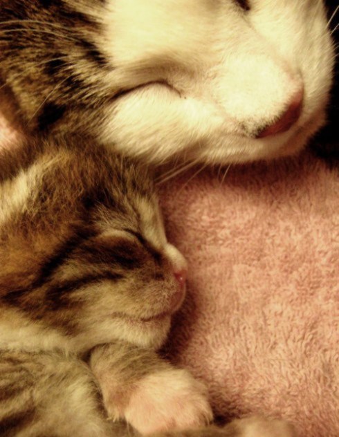 Cyoot Kittehs of teh Day: Dreams With Mama