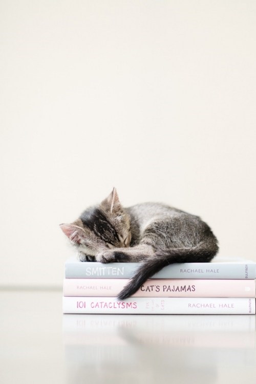Cyoot Kitteh of teh Day: Reading is Exhausting