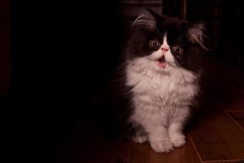 Cyoot Kitteh of teh Day: Who You Callin' Derpface?