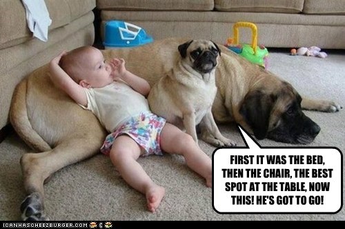 FIRST IT WAS THE BED, THEN THE CHAIR, THE BEST SPOT AT THE TABLE, NOW THIS! HE'S GOT TO GO!