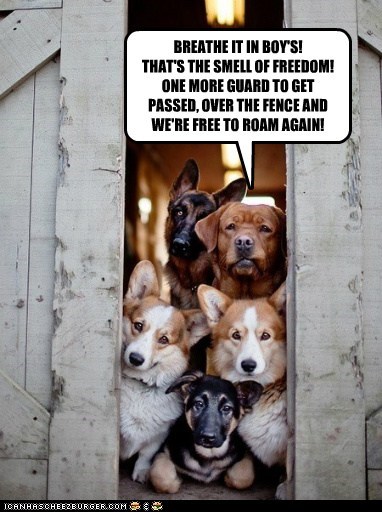 BREATHE IT IN BOY'S! THAT'S THE SMELL OF FREEDOM! ONE MORE GUARD TO GET PASSED, OVER THE FENCE AND WE'RE FREE TO ROAM AGAIN!