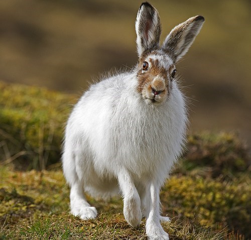 Creepicute: Wild Hare 
