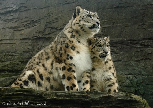 Snuggly Snow Leopards 