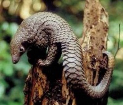 Squee Spree: Farewell Pangolin 