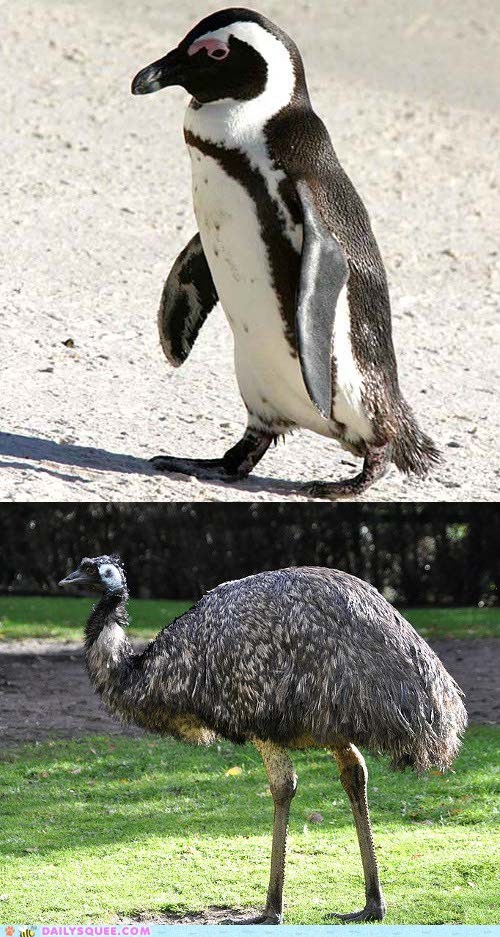 Squee Spree: Penguin vs. Emu 