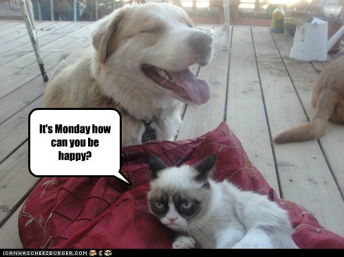 Grumpy cat is sick of Happy dog.