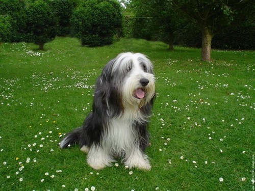 Goggie ob teh Week FACE OFF: Bearded Collie