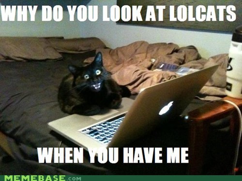 Overly Attached Cat