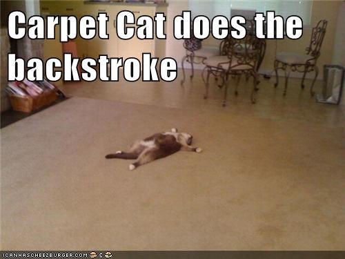 Carpet Cat does the backstroke