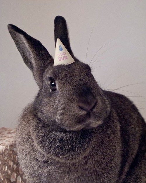 Bunday: Birthday Bun 