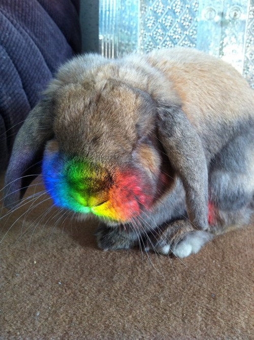 Bunday: Rainbow