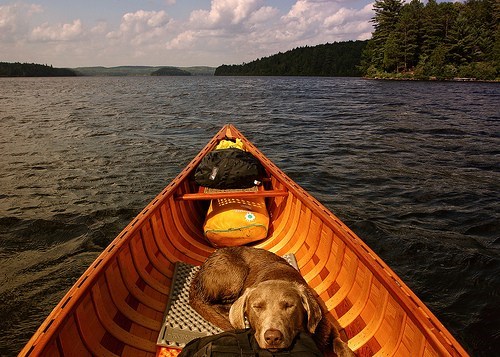 Everybody Needs a Travel Buddy!