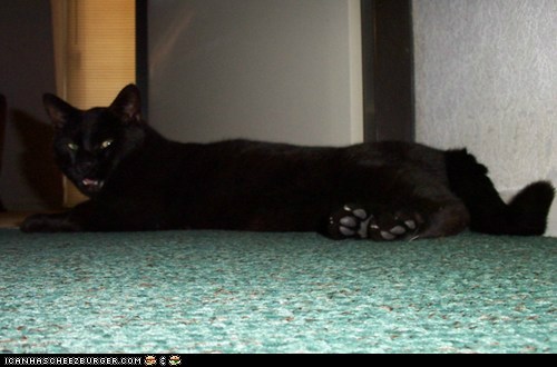 Nero, my big Penthouse Panther!
