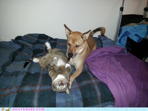 Reader Squee: Chance and Kenai