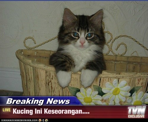 Breaking News - Kucing Ini Keseorangan....