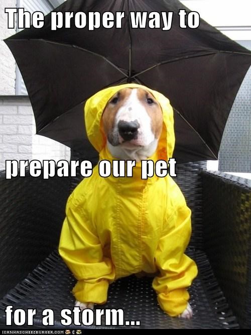 The proper way to prepare our pet for a storm...