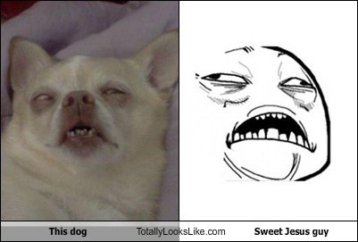 This Dog Totally Looks Like Sweet Jesus Guy