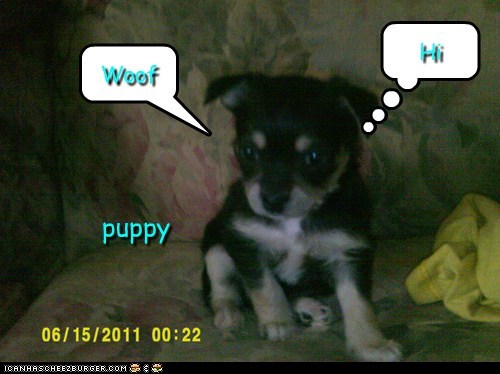 puppy