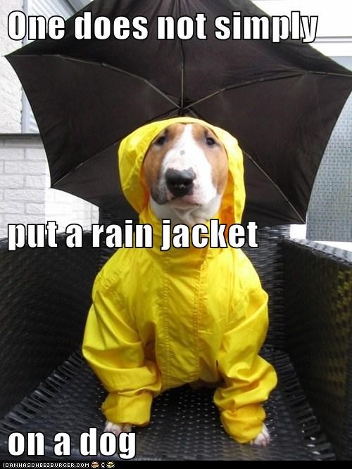 One does not simply  put a rain jacket  on a dog