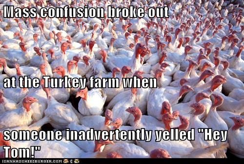 Mass confusion broke out at the Turkey farm when  someone inadvertently yelled "Hey Tom!"