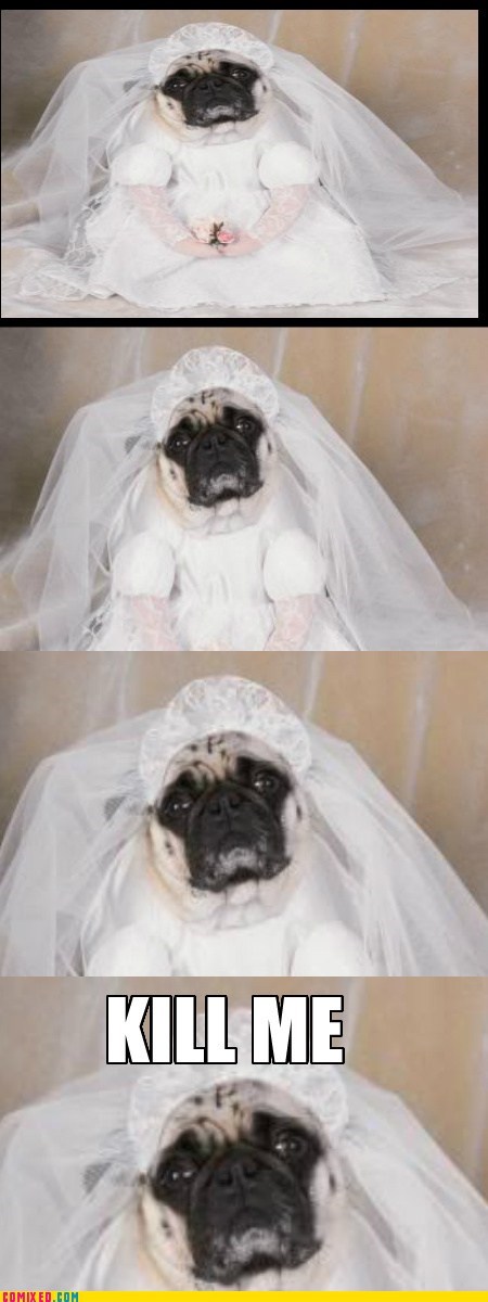 Damn It, I'm Boy Dog!