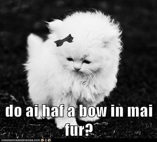 do ai haf a bow in mai fur?