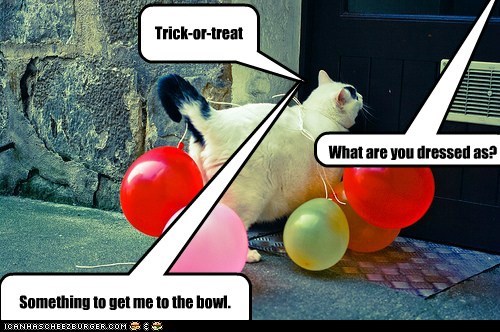 Cats trick-or-treat with balloons