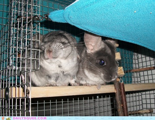 Reader Squee: Squee-tastic Couple 