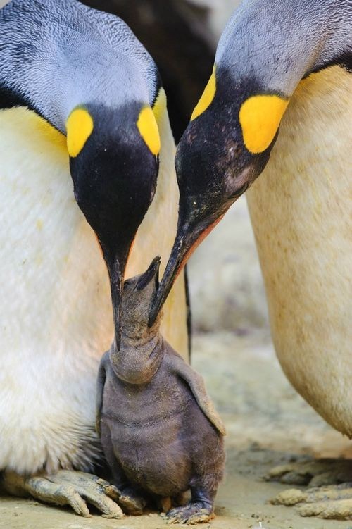 Squee Spree: Penguin Victory! 