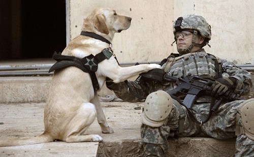Happy Veteran's Day!