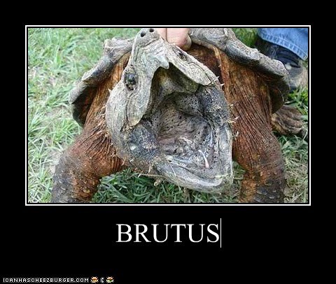 BRUTUS