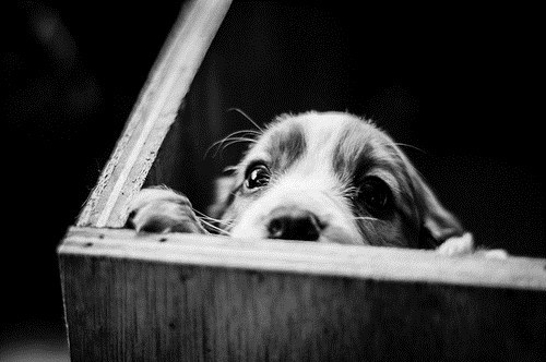 Cyoot Puppy ob teh Day: Peek-a-boo!