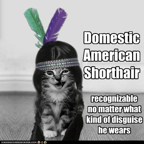 Domestic American Shorthair.
