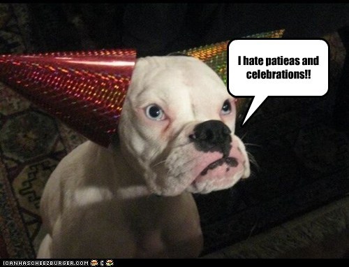 Grumpy Dog 