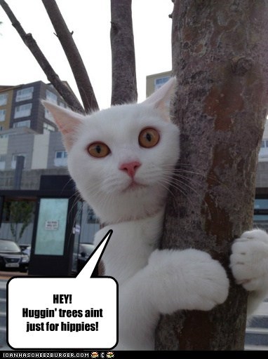 Tree Huggin'