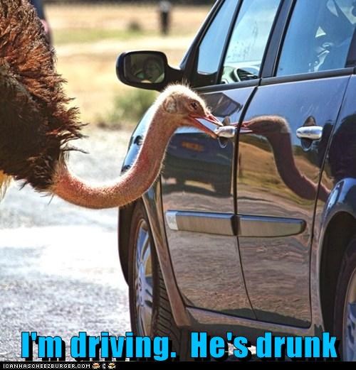 I'm driving.  He's drunk