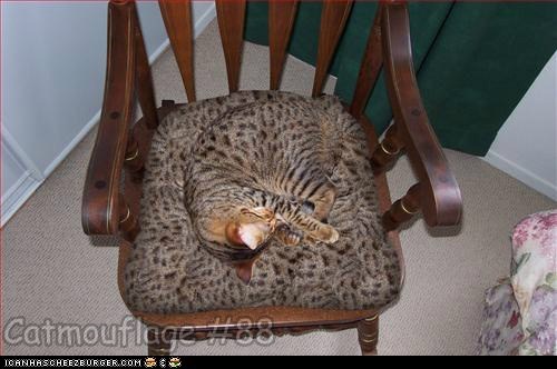 Catmouflage #88