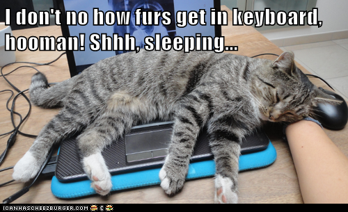 I don't no how furs get in keyboard, hooman! Shhh, sleeping...