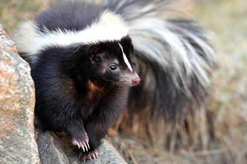 Squee Skunk