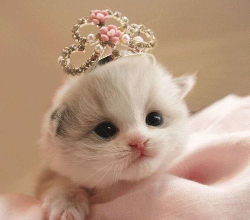 Cyoot Kitteh of teh Day: Lil' Princess