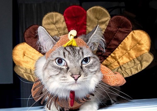 Thanksgiving Kitteh of teh Day: HAPPY Thanksgiving?  Do I Look HAPPY to You?!?!