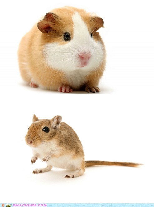 Squee Spree: Guinea Pig vs. Gerbil 